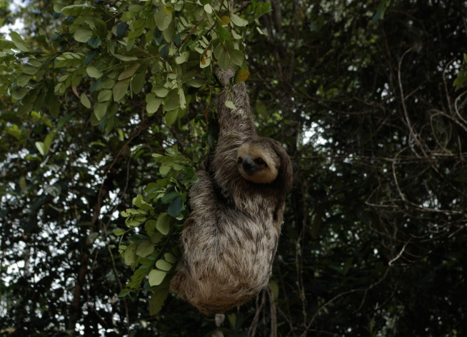 Three-toed sloth at a Surinamese forest edge