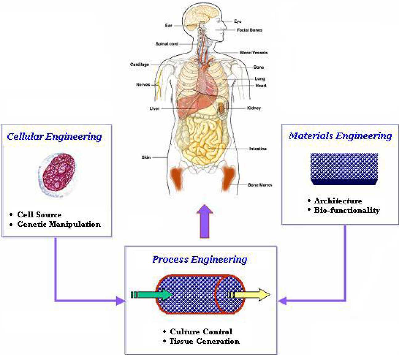 Flow diagram of tissue engineering