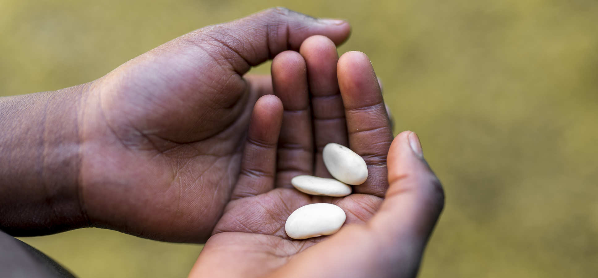 Child's hands holding dried beans